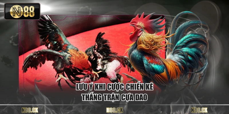 Lưu ý khi cược chiến kê thắng trận cựa dao