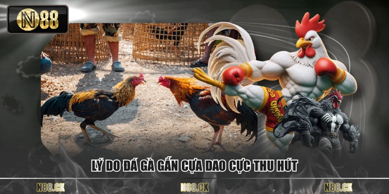 Lý do đá gà gắn cựa dao cực thu hút