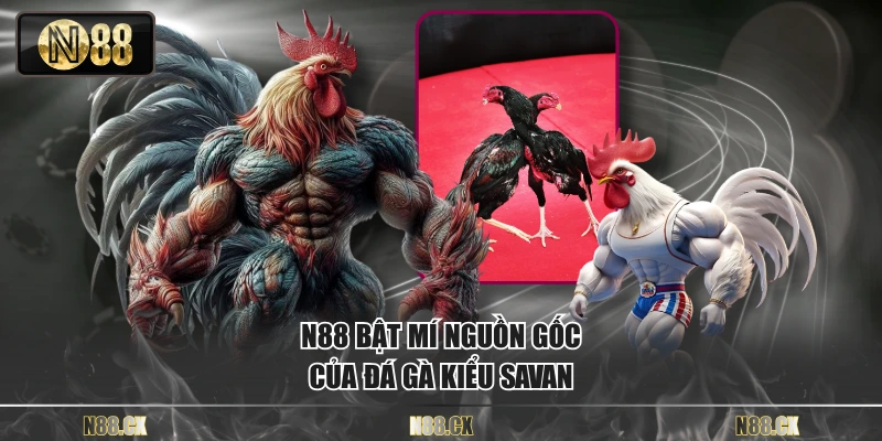 N88 bật mí nguồn gốc của đá gà kiểu savan