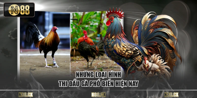 Những loại hình thi đấu gà phổ biến hiện nay
