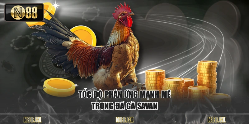 Tốc độ phản ứng mạnh mẽ trong đá gà savan