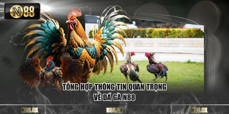 Tổng hợp thông tin quan trọng về đá gà N88